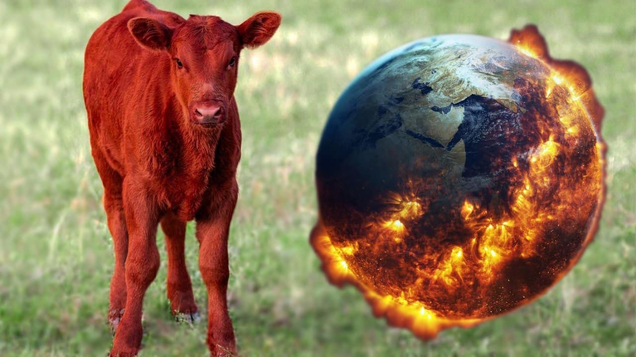 Сожгли красную корову. Красная корова. Красный теленок. Красная корова в Израиле. Красный теленок в Израиле.